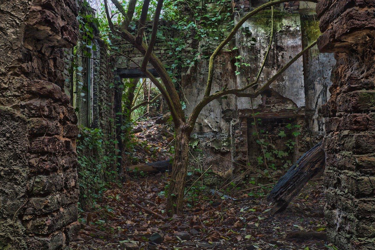 3. 龙溪树修剪要点