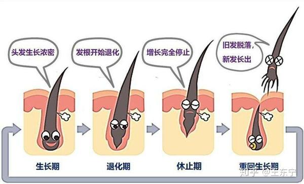 头发的生长周期! - 知乎