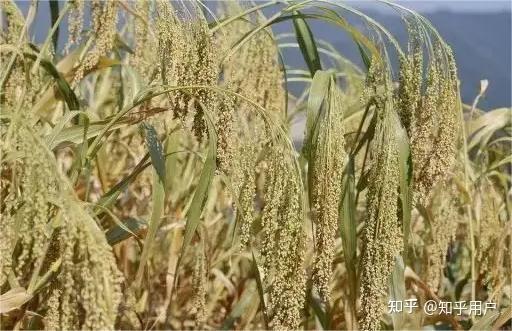 五穀分為稻黍稷麥菽分別對應什麼東西