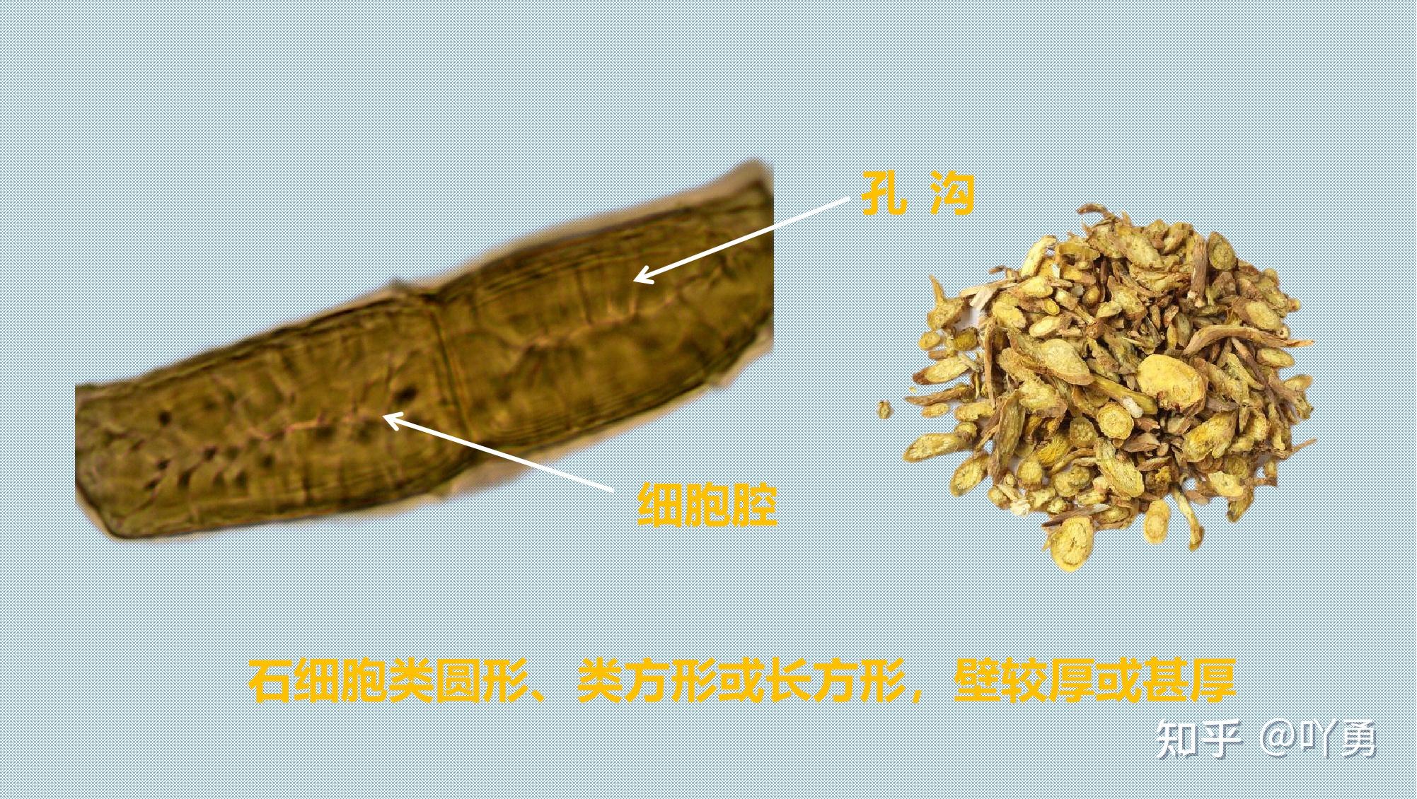 黄芩石细胞五味子 石细胞3.花粉粒篇红花 花粉粒