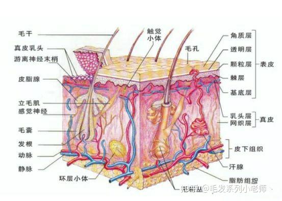 头皮结构2 - 知乎
