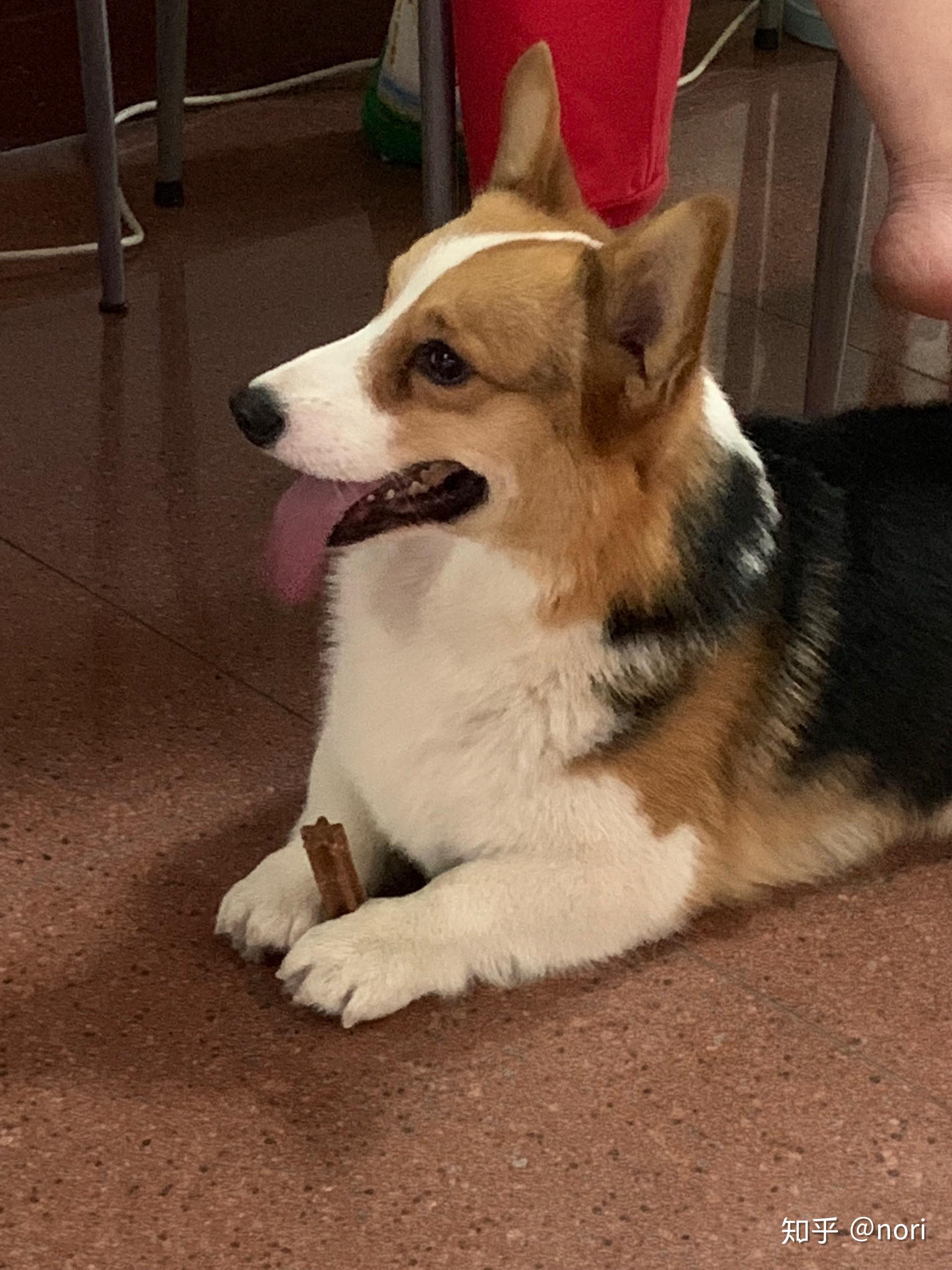 能帮看看这只小公柯基的品相吗? - 知乎