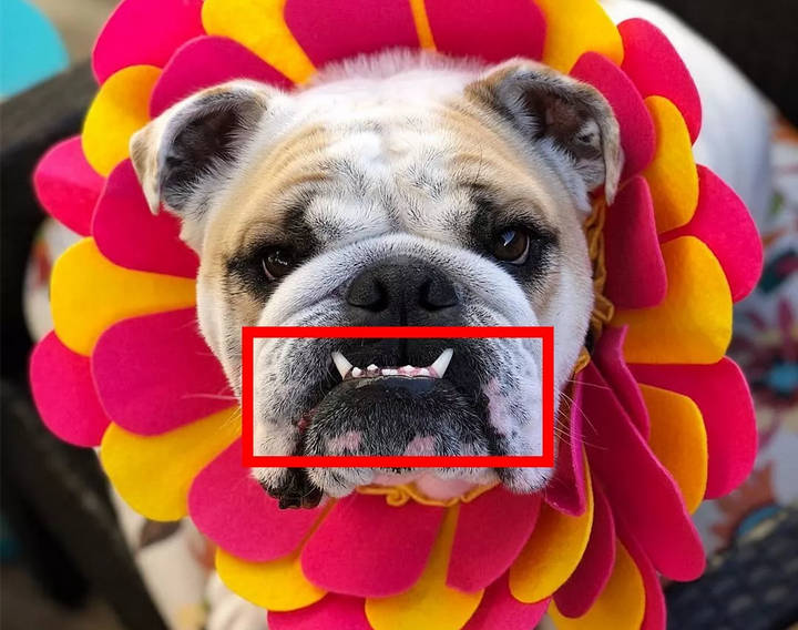 宠物狗狗地包天是什么意思?什么是地包天?