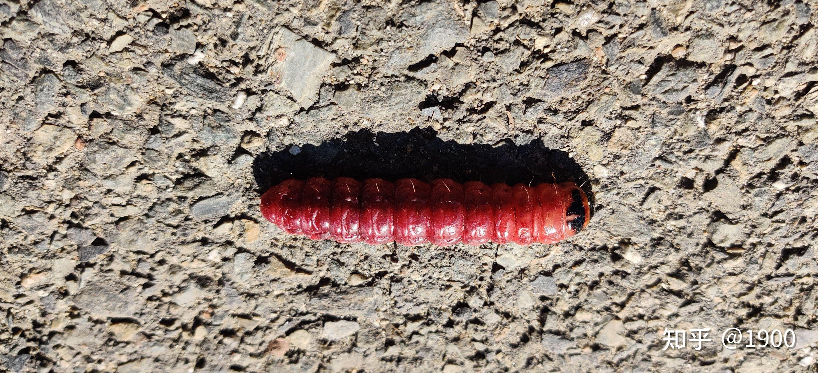 这红色类似毛毛虫是什么虫子啊