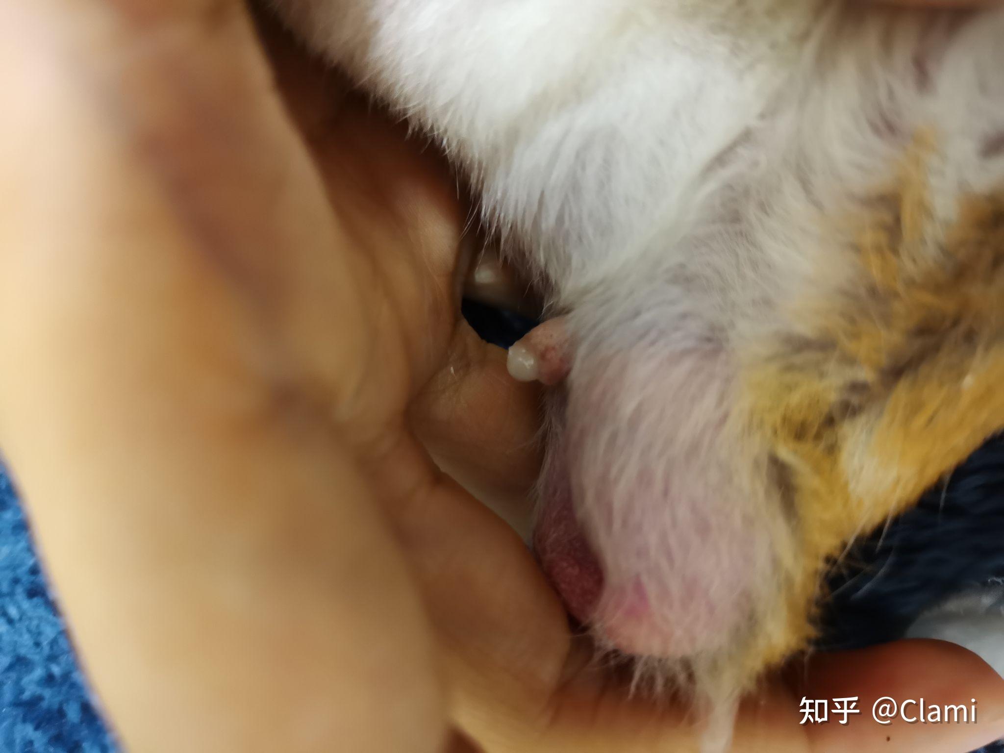 今天我摸仓鼠公的时候然后他内个不可描述的部位突然之间蹦出来一个