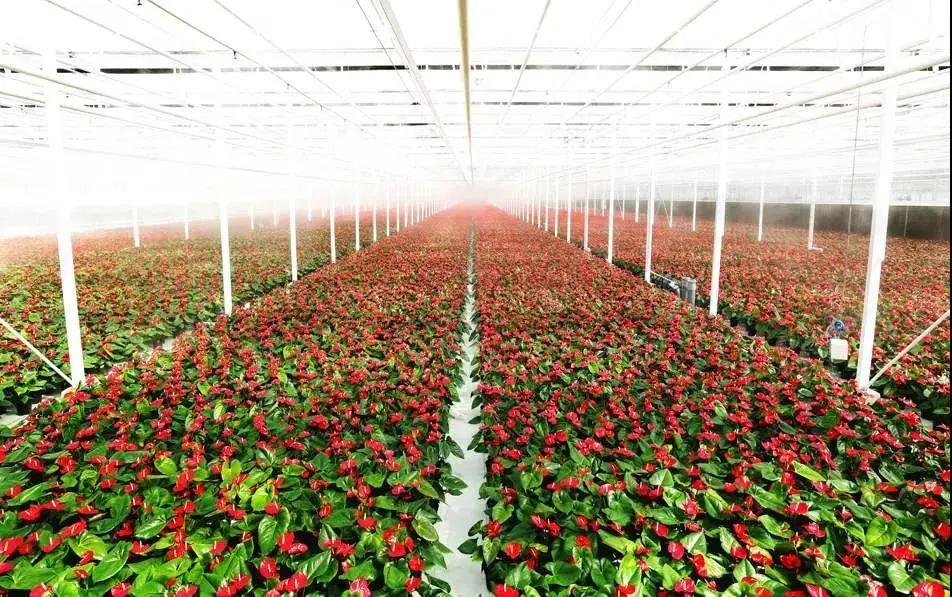 上海发布推进花卉产业高质量发展服务高品质生活意见花木产业将成城市