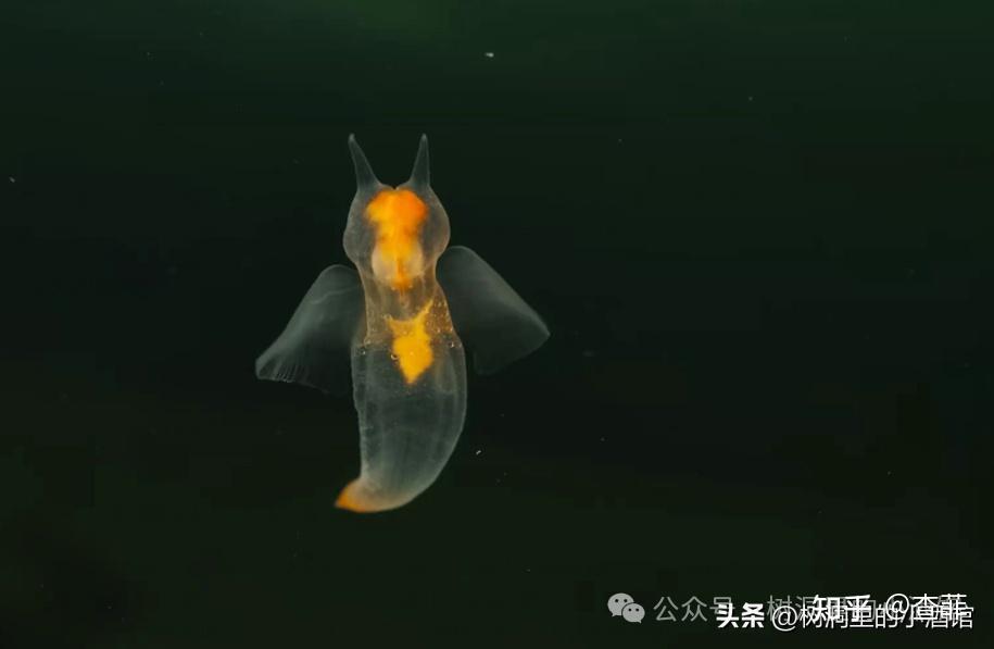 #记录纪录片#地球脉动-第三季第一集 海陆之间 - 知乎