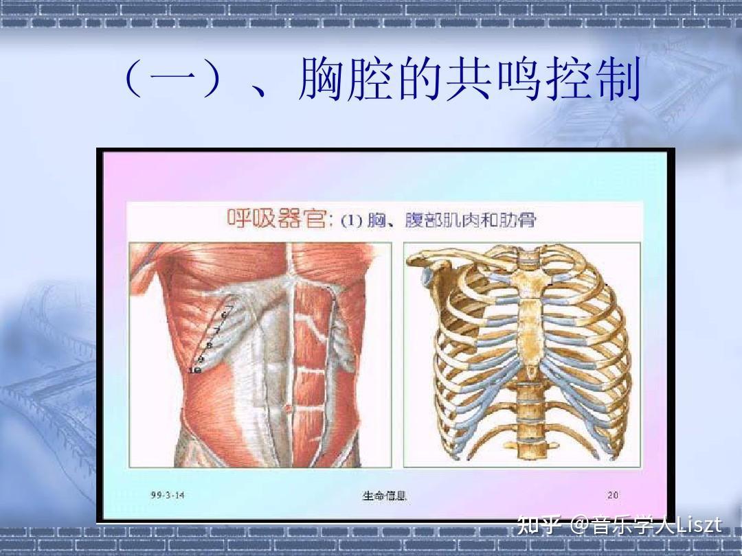 唱歌时横膈膜的状态图图片