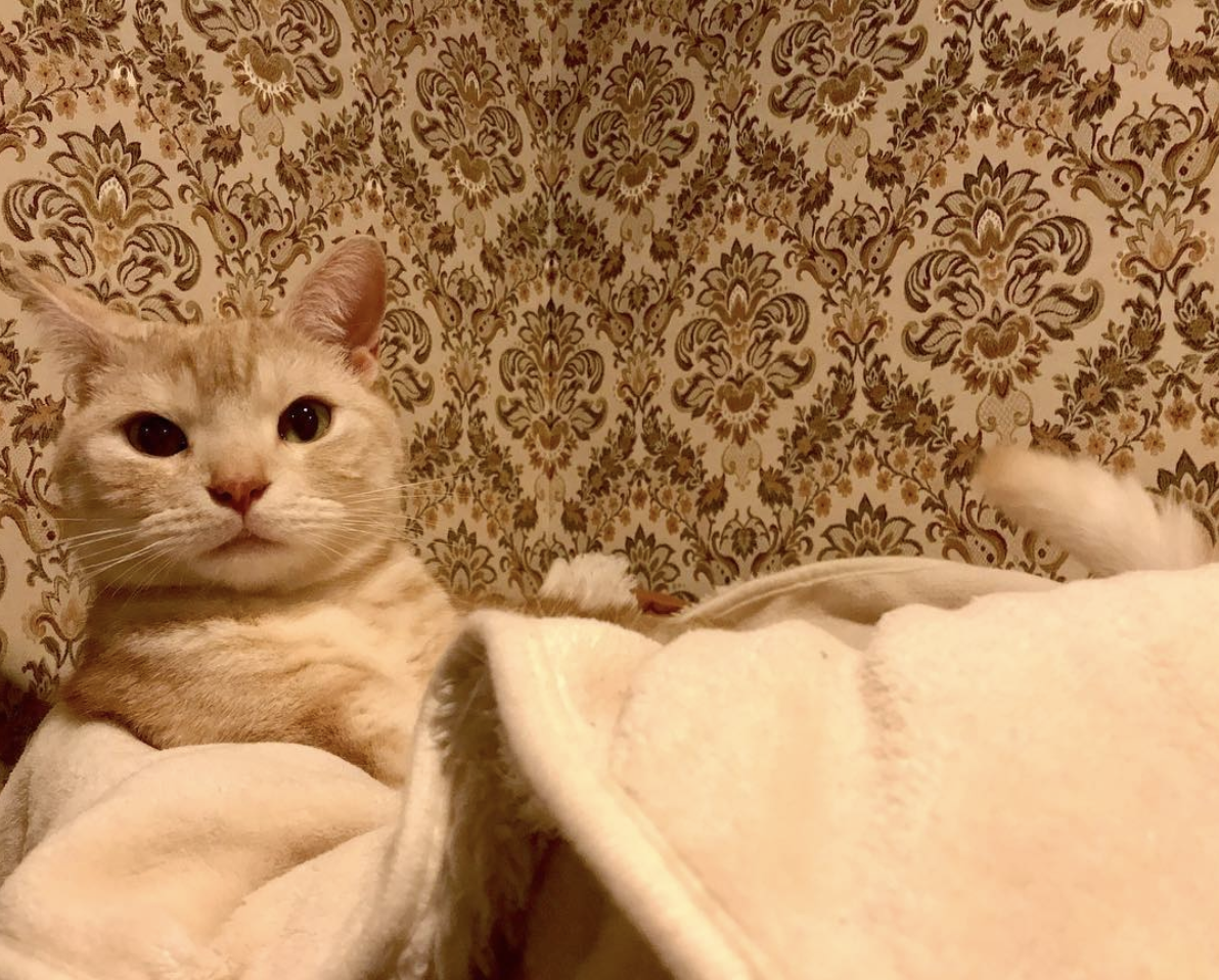 吸猫大会 美国短毛猫先生ちゃん 知乎