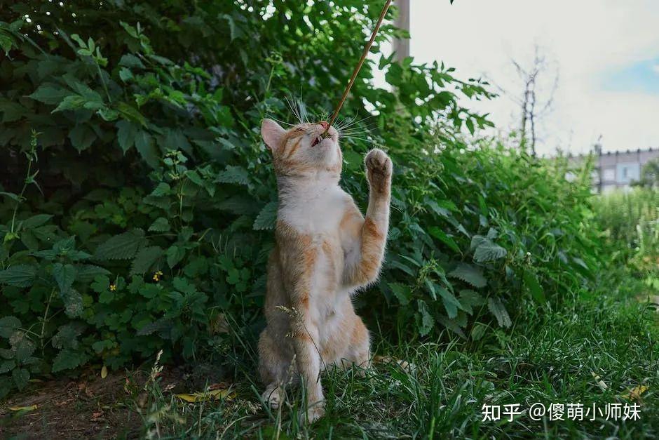 猫咪在什么情况下才会站起来?探索猫咪站立五大原因!尤其第五条 - 知乎