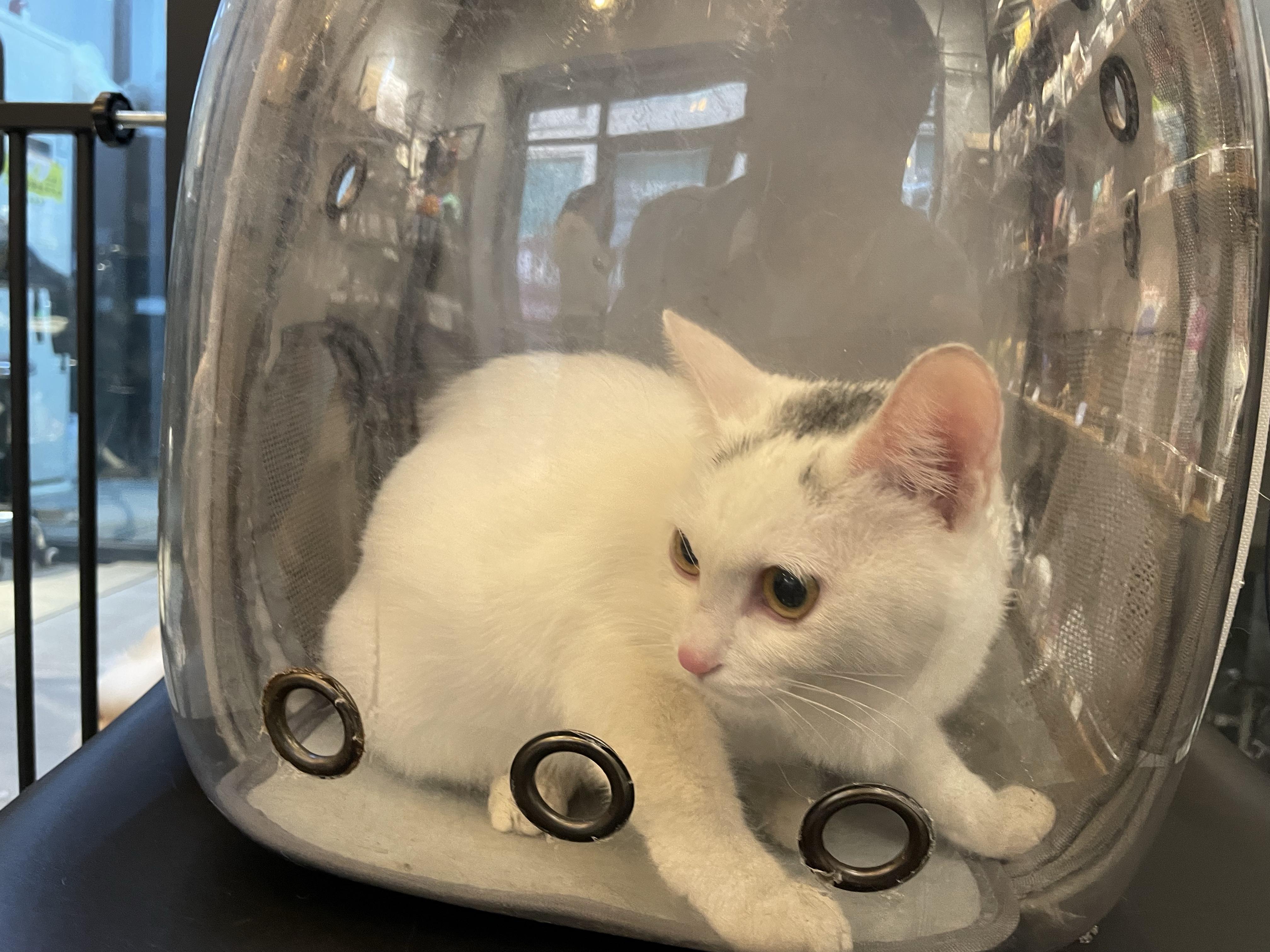 我家养了一只黄白相间的土猫,一直当宠物猫养,小时候还挺粘人的,但是