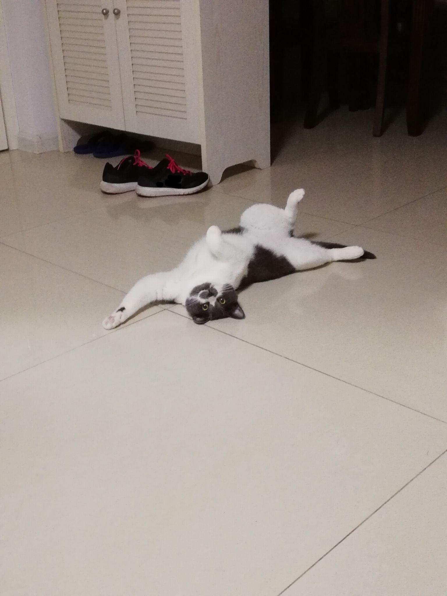 养一只灰色土猫(不是狸花猫)是一种什么样的体