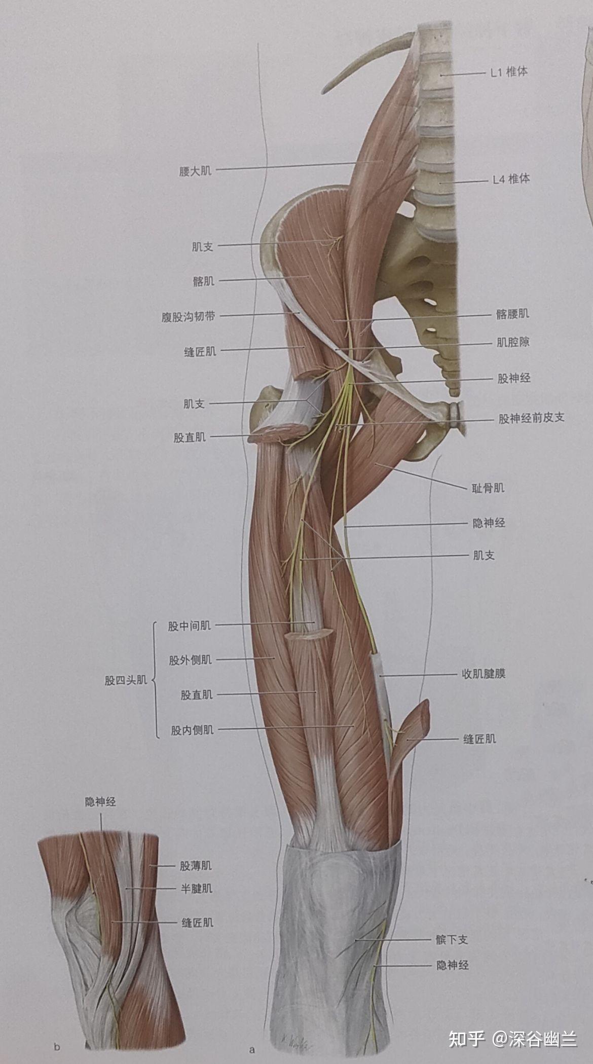 膝盖肌肉结构图解剖图图片