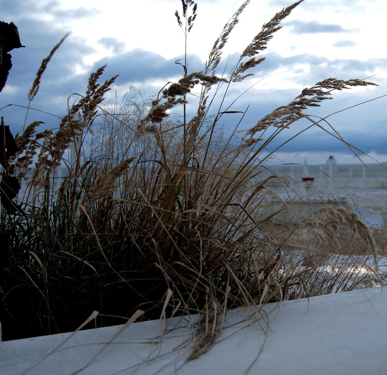 春天的绿色诗篇