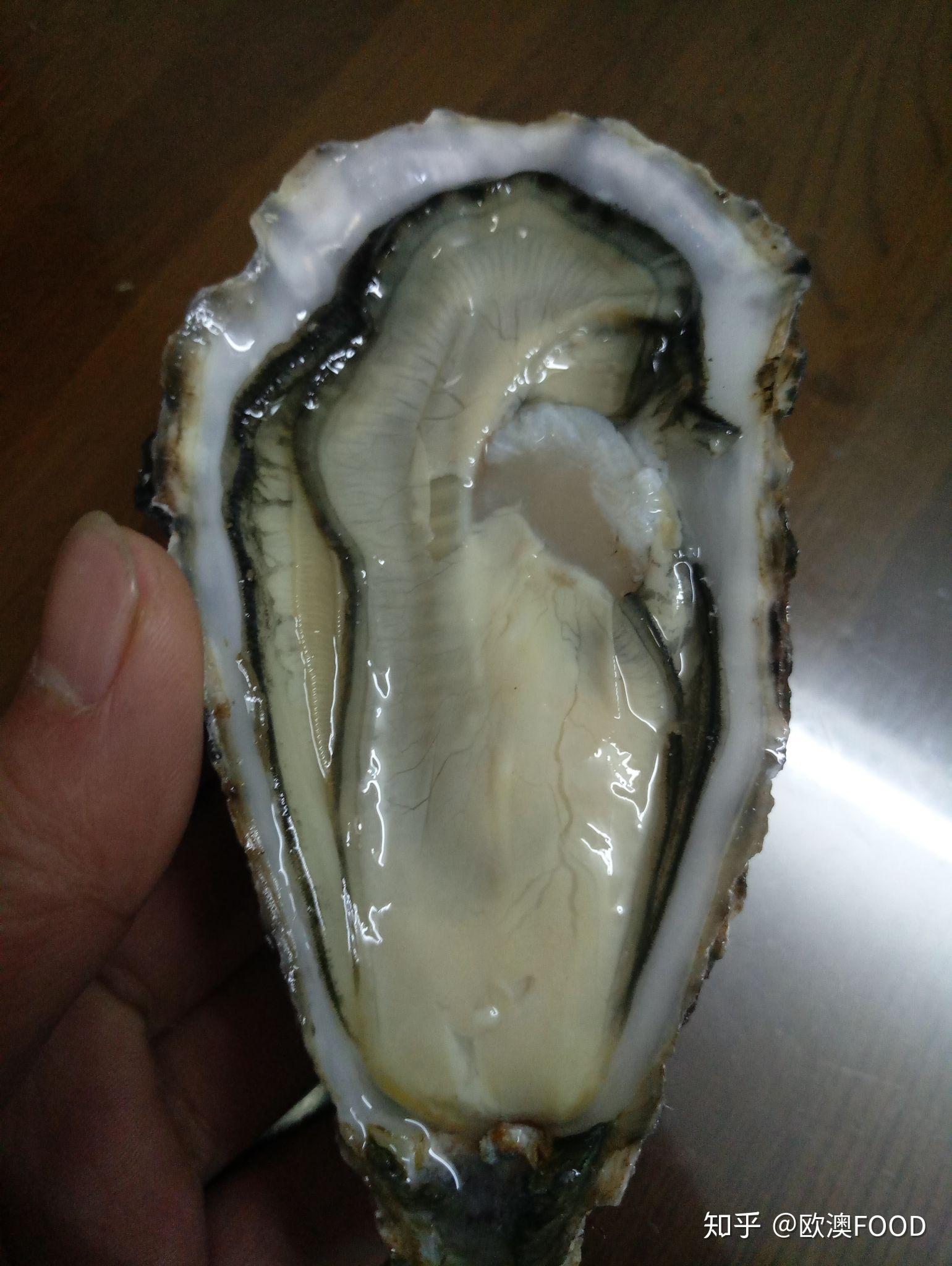 第一次弄生蚝请问下生蚝的内脏是哪个是黑色圈圈还是红色圈圈呀
