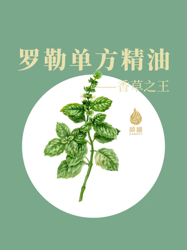 精油科普|罗勒精油 - 知乎