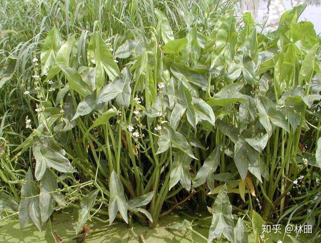 微读诗经魏风汾沮洳