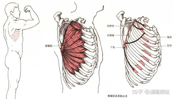 前锯肌功能以及训练和牵伸方法 - 知乎