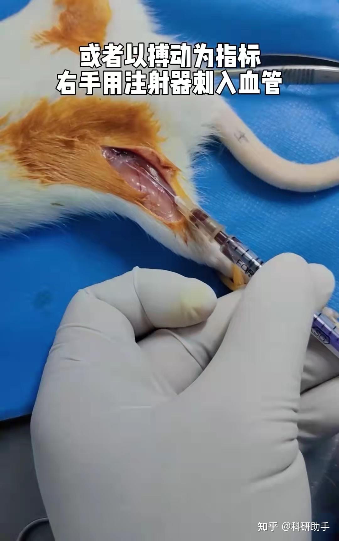 先把大鼠固定,沿股动脉方向切开皮肤,以玻璃分针沿血管走行方向钝性