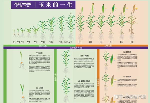Science | 华中农大严建兵老师最新研究解答玉米起源世纪大争论 - 知乎