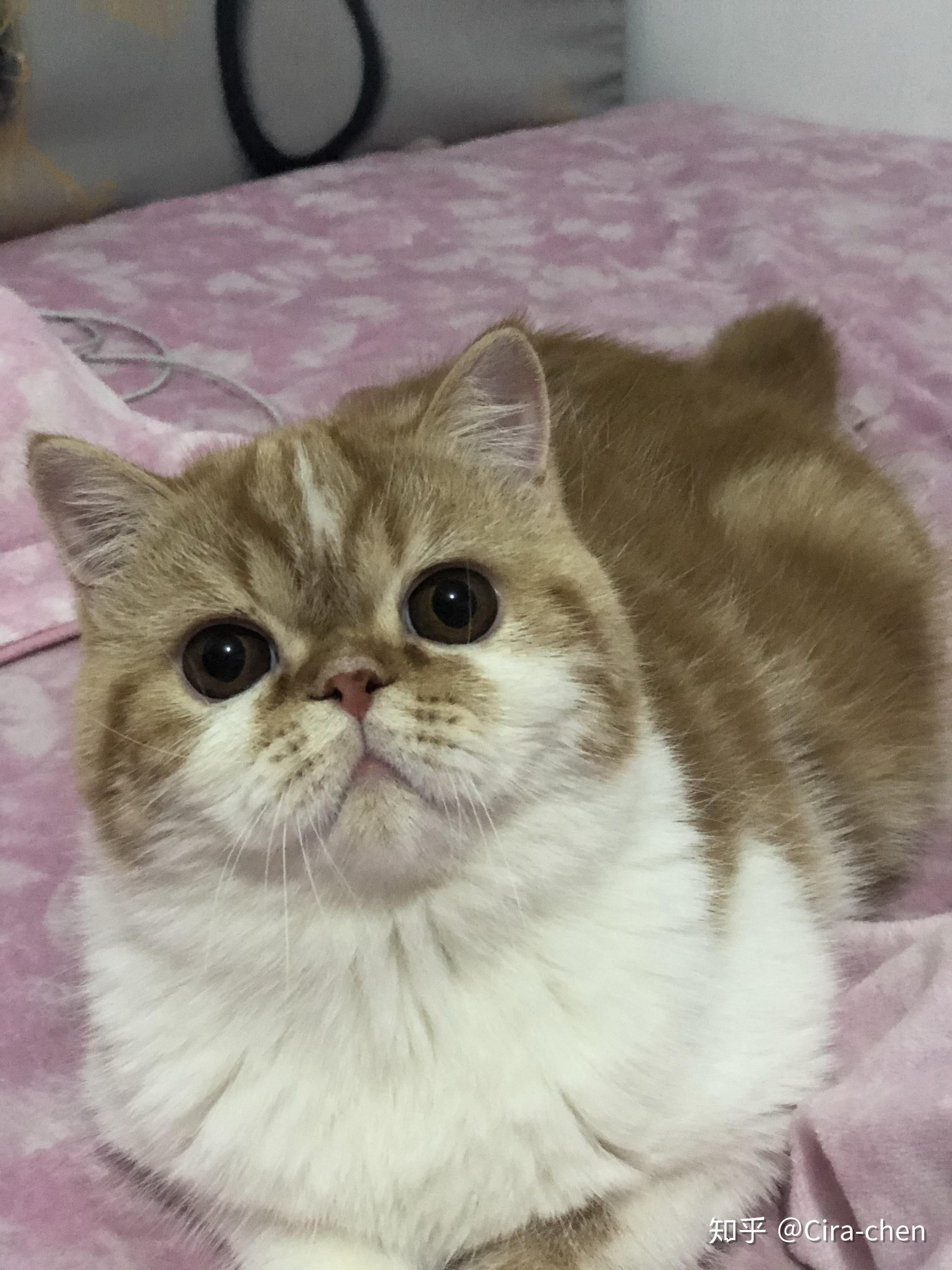 怎么辨别一只加菲猫纯不纯