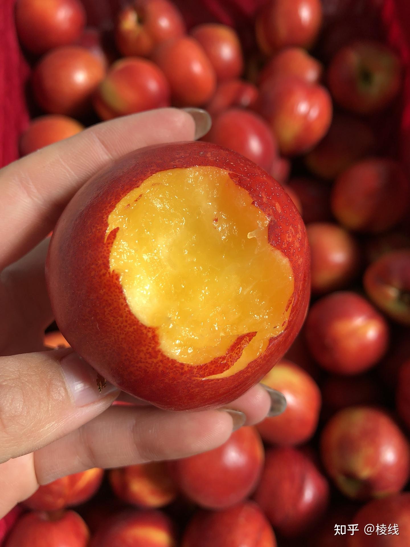 山东蒙阴桃皇后红油桃