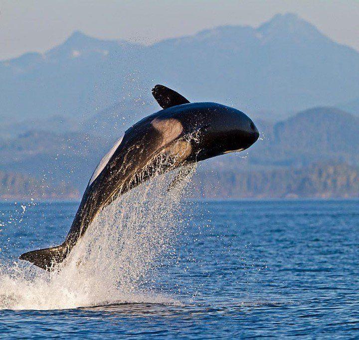有什么好看的虎鲸图片
