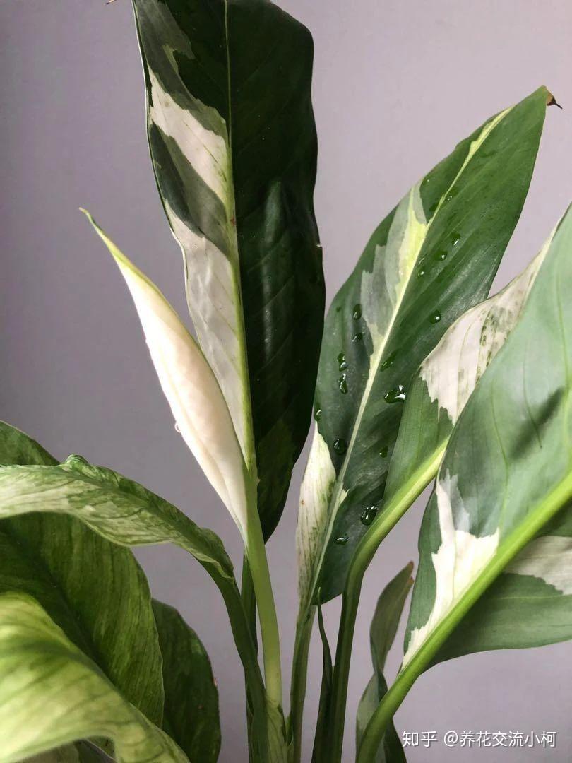 split leaf philodendron Buy Philodendron Split Leaf Skeleton Key