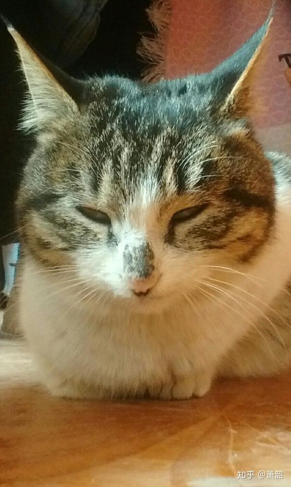 猫咪鼻子上有黑痂是什么回事 猫鼻子上有结痂 福宝网