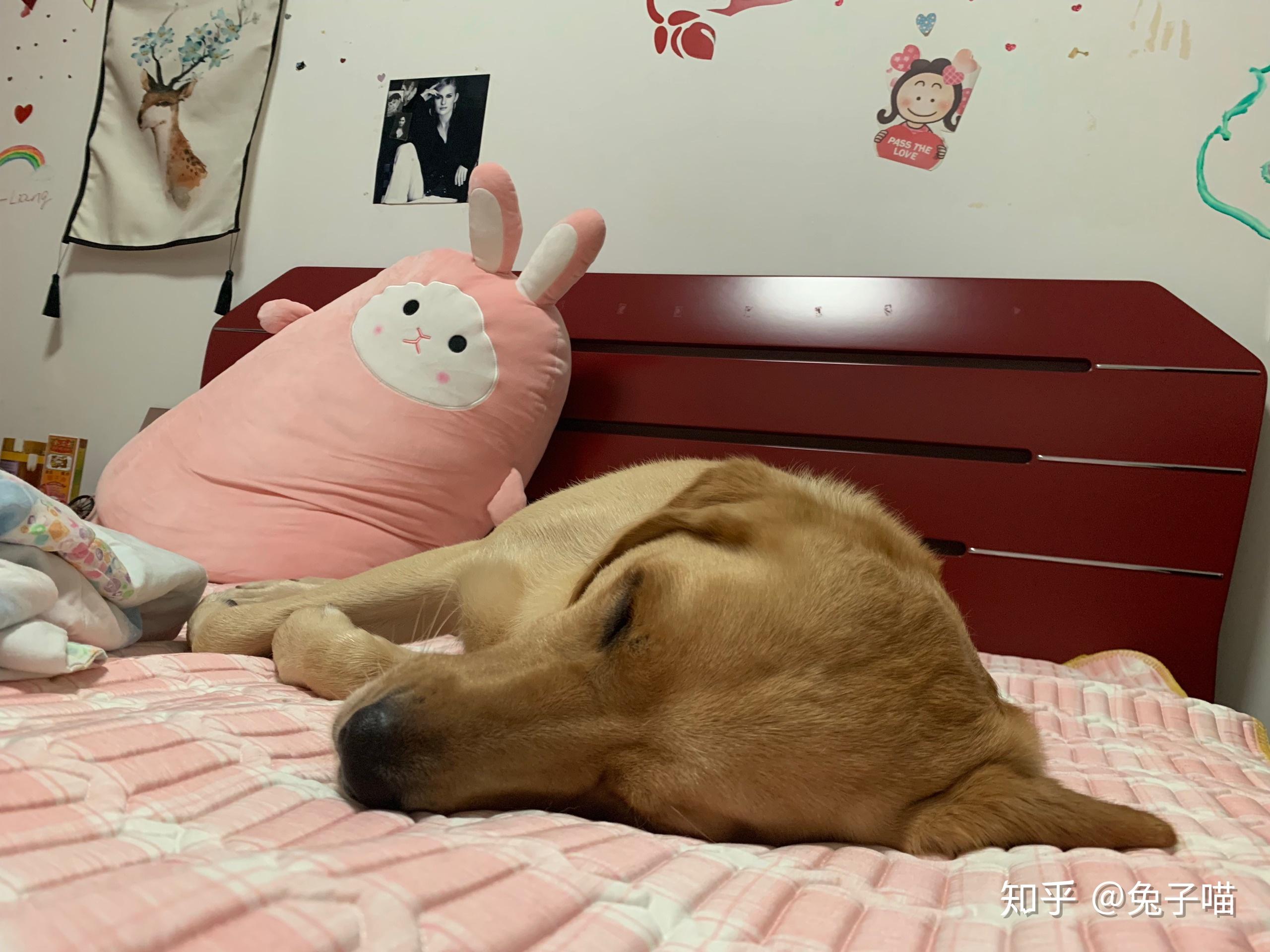 怎么才能让狗不在房间大便 v2-9a3a661311397b8740d51c8bd4a60684_r.jpg