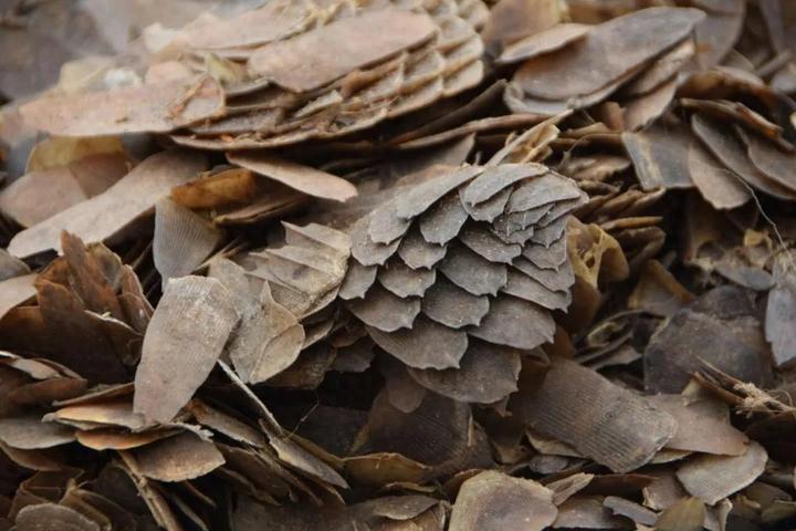 穿山甲的鳞片有多坚硬?连狮子都束手无策! - 知乎