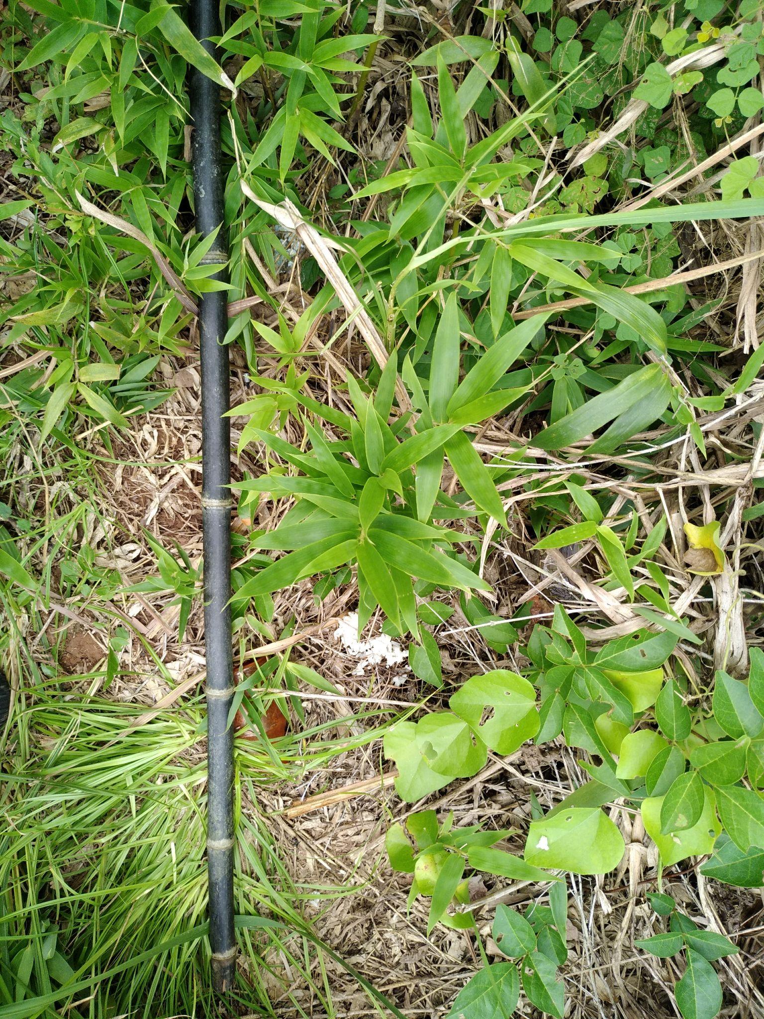 使用竹竿制成的鱼竿钓鱼是什么体验