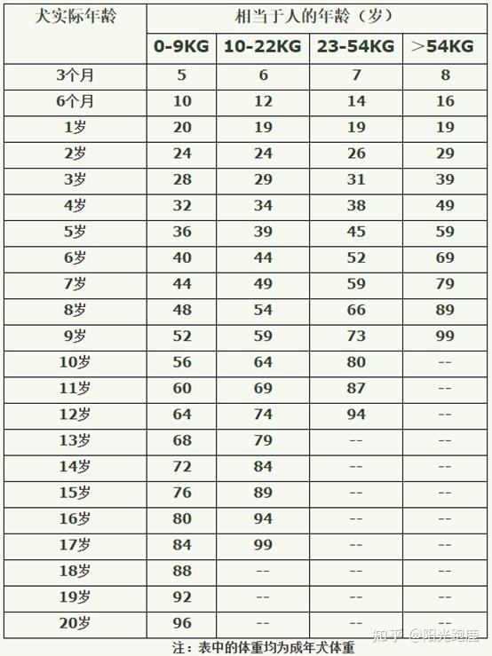 一,边牧生长的四个周期(幼年期,成熟期,壮年期,老年期)
