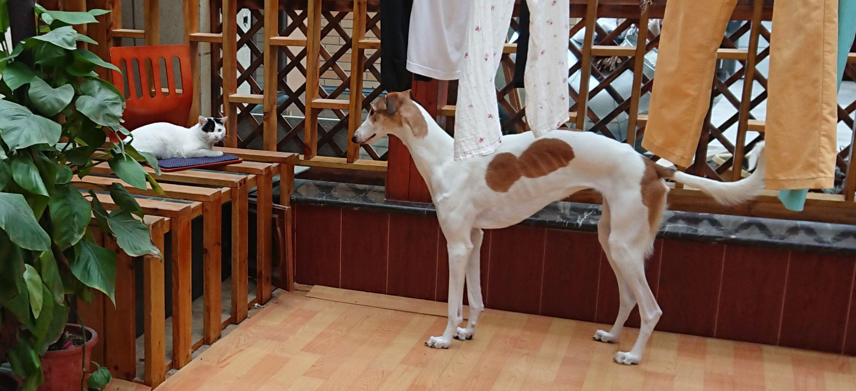 壁纸 意大利灵缇犬，狗，肖像 3840x2160 UHD 4K 高清壁纸, 图片, 照片
