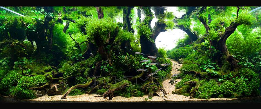 水草造景中水草分类及选择 知乎 水草造景中水草分类及选择 知乎