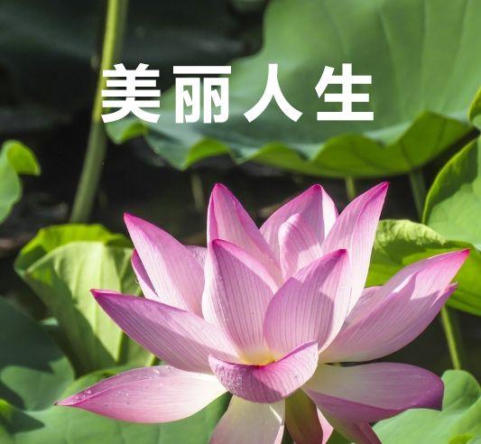 有什么可以和爸妈一起用的头像吗