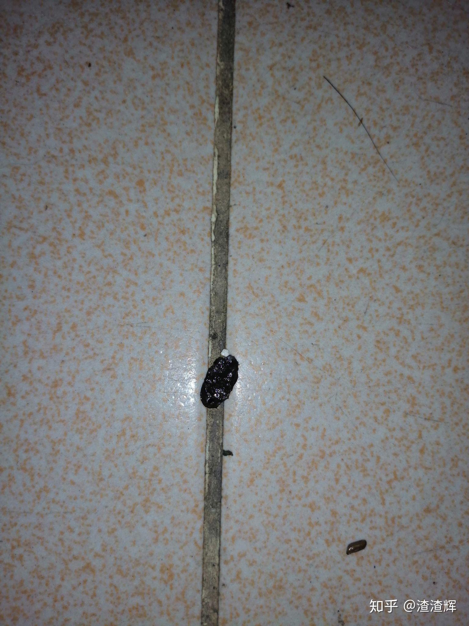 谁能告诉我这是壁虎的便便么千万不要是老鼠的啊