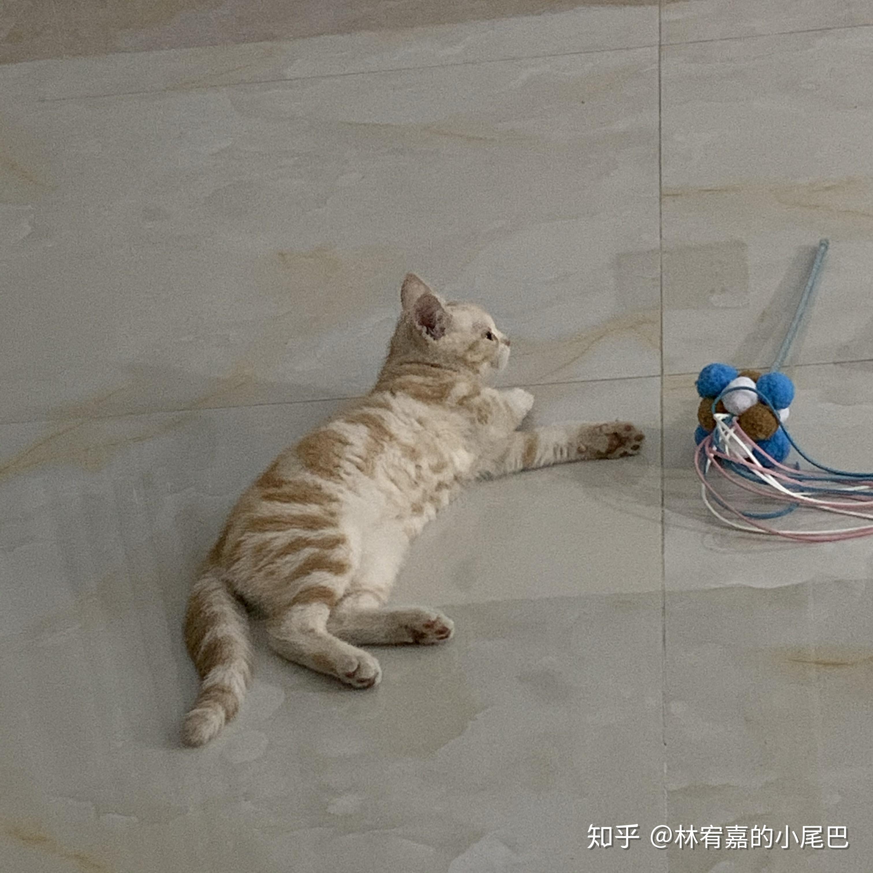 请问我家的猫咪是橘猫还是美短红虎斑