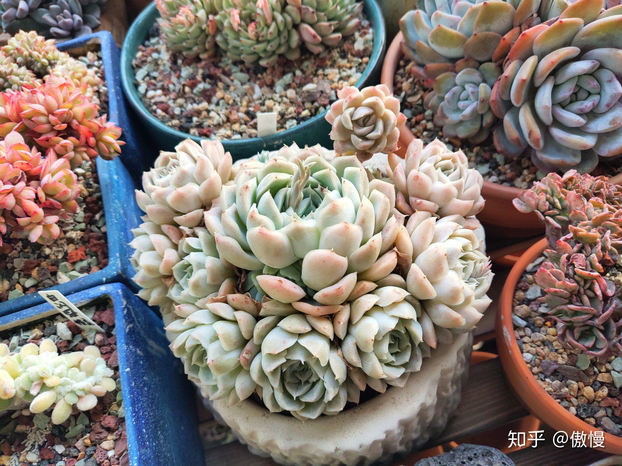 冰梅多肉怎么养