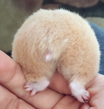 最萌小宠物仓鼠的可爱图集从小到大都那么惹人爱