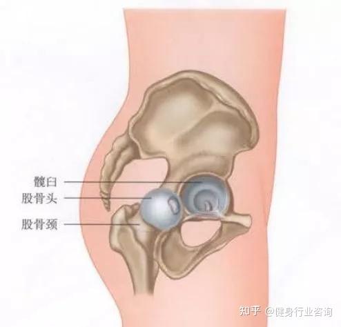 臀裂顶点图片图片