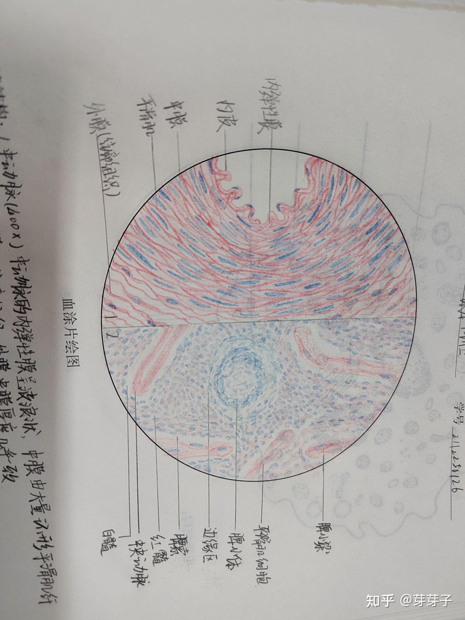 组胚红蓝铅笔绘图