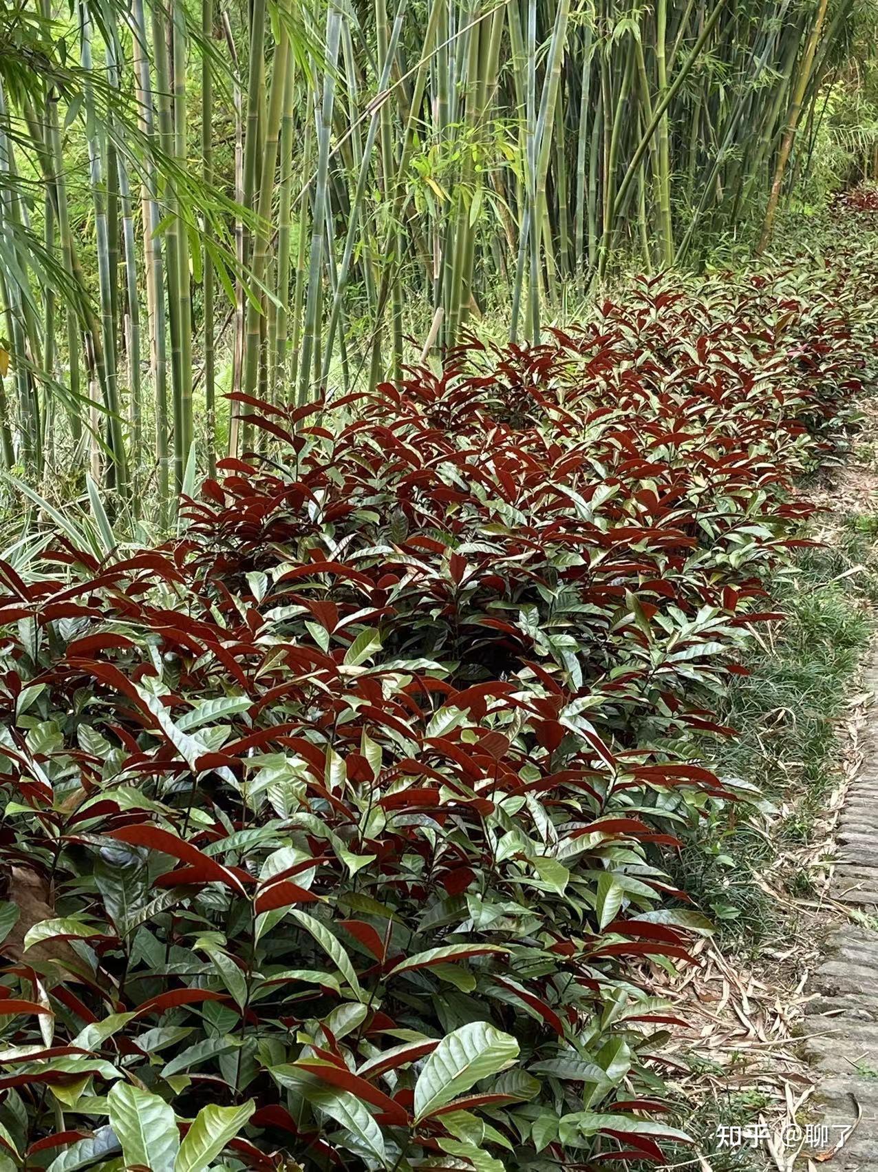 紫背桂花图片图片