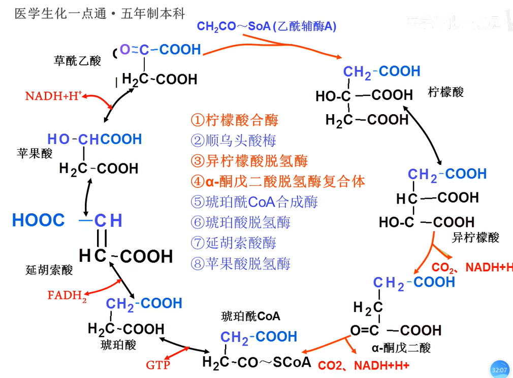 《糖、脂质和氨基酸代谢》课堂笔记 - 知乎