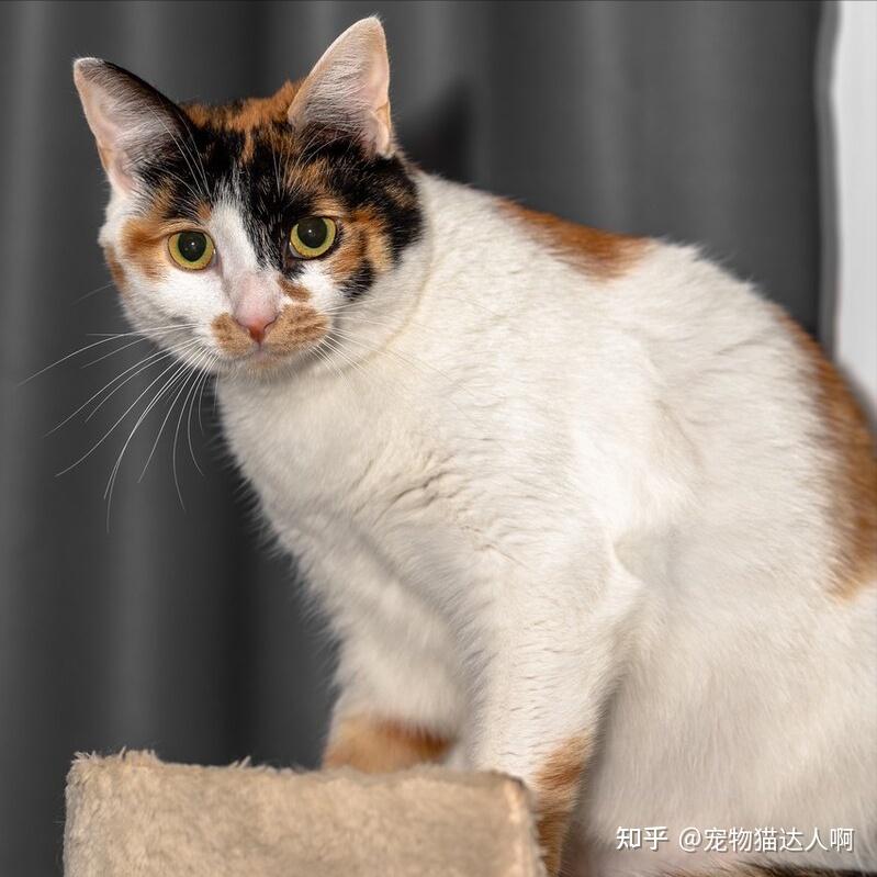 同样是猫,为什么三花猫更加受欢迎?原因太真实了! - 知乎