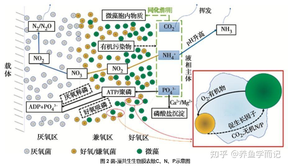 【养鱼学而记】生态养鱼必读:菌藻共生 - 知乎