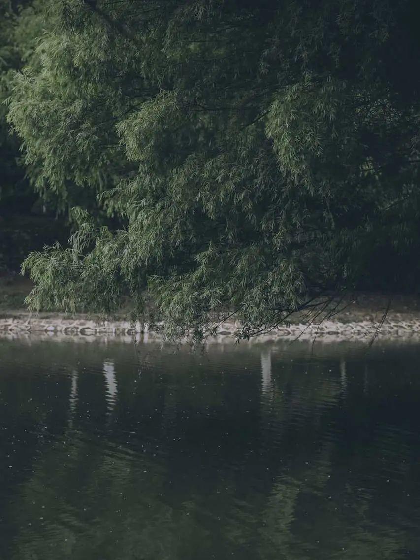 有什么美到极致的绿色壁纸?(绿色壁纸好看卡通动漫)