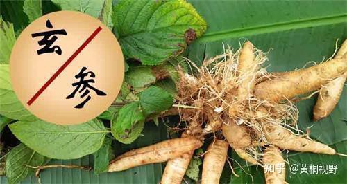 值得种植的药材玄参行情上涨，后市如何呢？ - 知乎
