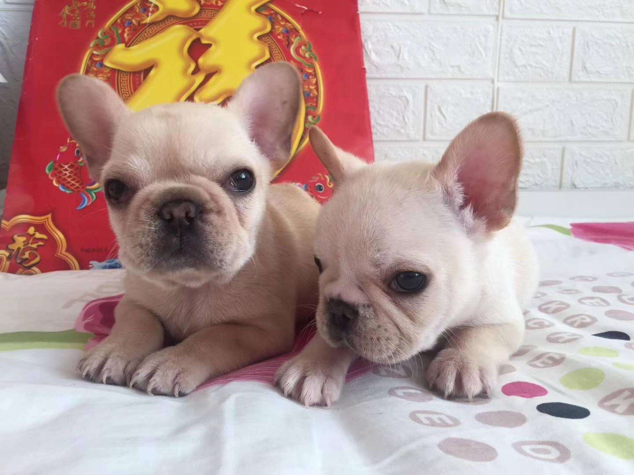 分享鉴别法斗品相,鼻筋区别