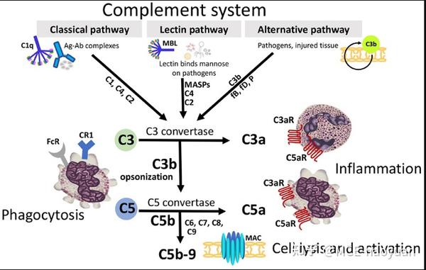 Complement System   V2 9a671d14dac05b7e9a48d3e08153f934 B 